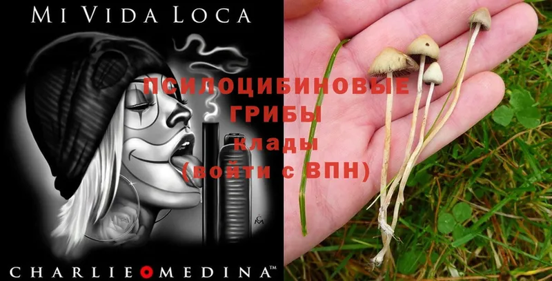 Псилоцибиновые грибы Psilocybe  дарк нет официальный сайт  Луга 